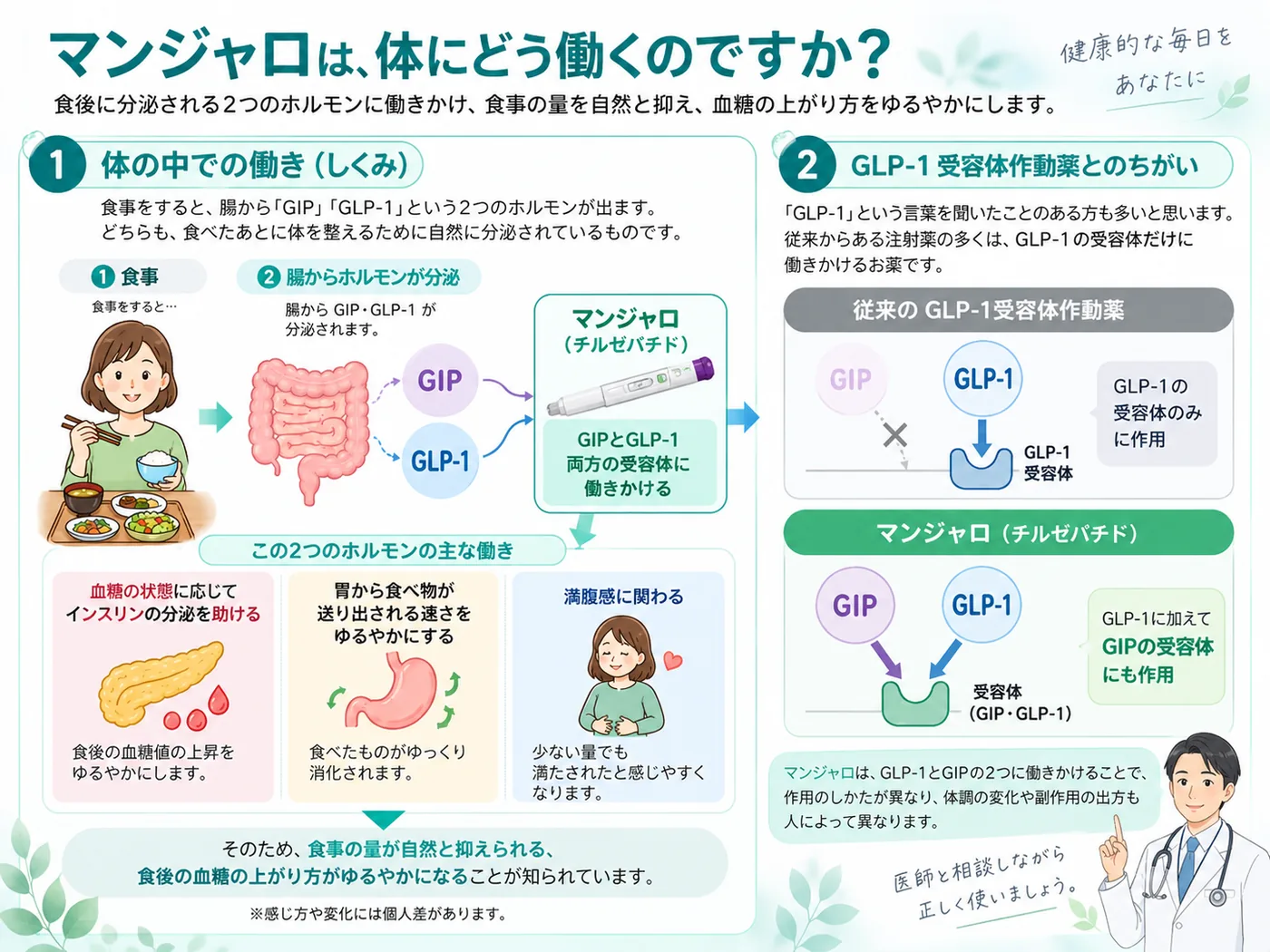 マンジャロが体に働くしくみの図解。食事で腸からGIPとGLP-1が分泌され、チルゼパチドが両方の受容体に働きかける。従来のGLP-1受容体作動薬との違いもあわせて解説