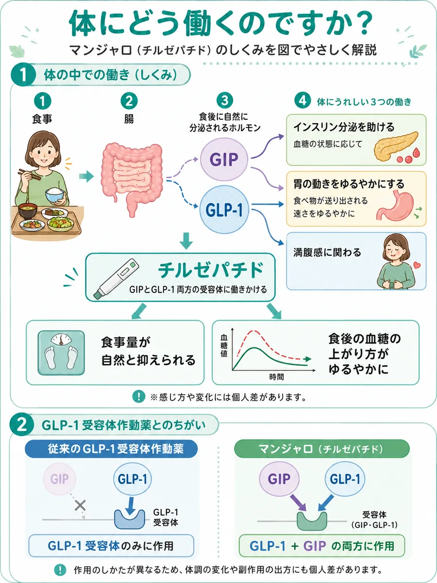 マンジャロが体に働くしくみの図解。食事で腸からGIPとGLP-1が分泌され、チルゼパチドが両方の受容体に働きかける。従来のGLP-1受容体作動薬との違いもあわせて解説