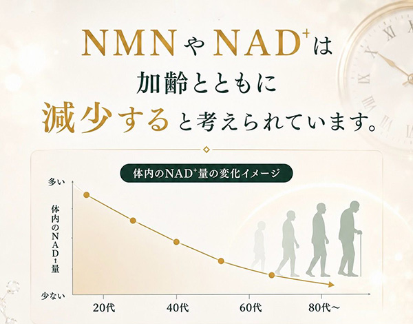 NMNやNADは加齢とともに減少すると考えられています